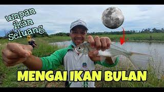 #EP310 Mengai Ikan Bulan guna Umpan Ikan Seluang