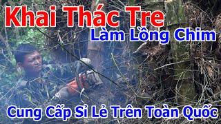 Khai Thác Bụi Tre 30 Năm Tuổi Phụ Vụ Cho AE Làm Lồng Chim Trên Toàn Quốc - 0932580058