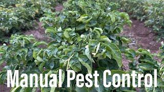 Harvest and Maintenance Mode Can we Keep Up with the Weeds and Pests? Picking Potato Beetles…