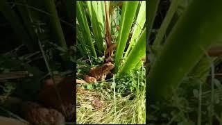 #the toad hid under a bush#nature # жабка на даче