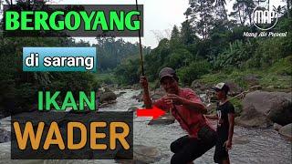 Mancing di sungai ciliwung ll strike ikan wader bertubi tubi