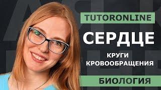 Сердце. Круги кровообращения  Биология  TutorOnline