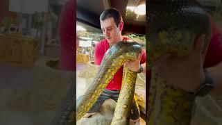 MEET IVY OUR GREEN ANACONDA with Mike #SHORTS
