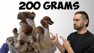 How I Magically Grew Golden Mushrooms in 12 Days  Teacher Growth Kit Step by Step