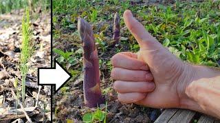 Growing Asparagus from Seed