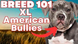 XL American Bully 101 EVERYTHING YOU NEED TO KNOW About XL American Bully Puppies