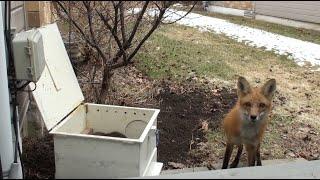 Mother Fox Returns For Her Babies  Never Seen Before Footage