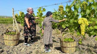 We Collected Grape Leaves  Grandmas Favorite Traditional Azerbaijani Stuffed Recipe