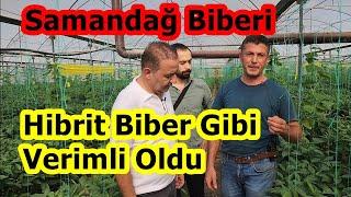 Hatay Samandağ - Türkiyenin En Acı Biberi Samandağ Biberi Serasında Yüksek Verim İçin Gübreleme