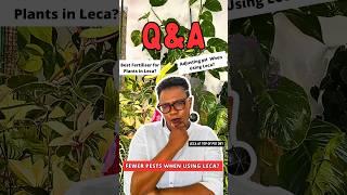 Plants in Leca Q&A Session Answering Your Leca Plant Care Questions