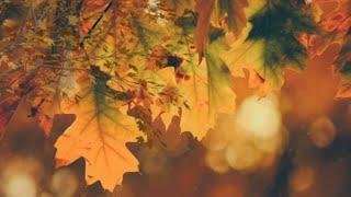 Peaceful Thanksgiving Moments  Instrumental Music  Thanksgiving Dinner Music