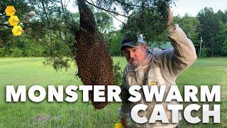 The Biggest Swarm Ive Ever Caught - HUGE swarm catch in beekeepers backyard 10lbs of bees