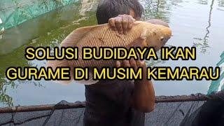 RAHASIA MENGATASI KEMATIAN MASSAL IKAN GURAME DI MUSIM KEMARAU#budidaya #gurame