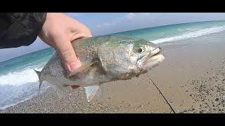 12.10.2021 Black Sea Fishing. Bluefish Hunting Ormanlı-Çatalca