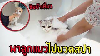 พาลูกแมวไปนวดสปา แช่ฟองนุ๊มนุ่ม