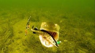 Aggressive Pike attacks Mike Tommy Ricky & Percy fishing lures. Rare underwater footage.