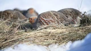 Серая куропатка. Птицы наших лесов