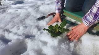 Frozen to Flourishing Our Debt-Free Off-Grid Garden in Alaska