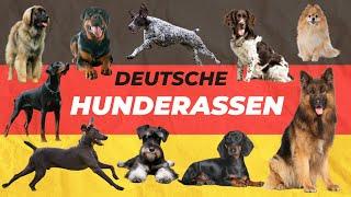 Deutsche Hunderassen - Diese Rassen stammen aus Deutschland