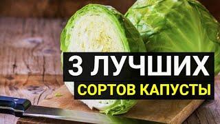 3 сорта капусты для квашения и хранения на зиму