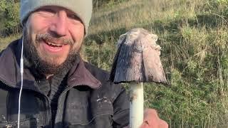 Foraging For Mushrooms - The Shaggy Ink Cap