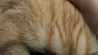Cats are so funny you will die laughing - Funny cat compilation 2017