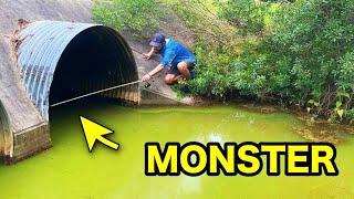 How many MONSTER FISH are in ONE STORM SEWER???