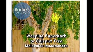 Weeping Paperbark Cajeput Tree Melaleuca leucadendra Burkes Backyard