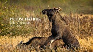 Moose Mating - Lille Vildmose