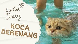 Koca Kucing Rusia Berenang - NYARIS TENGGELAM -  Cia Cat Diary - Ep 31