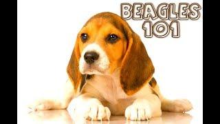 BEAGLES 101  What are BEAGLES all about?