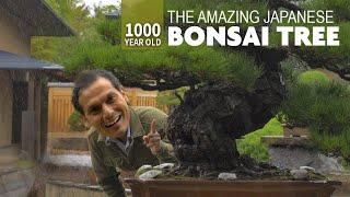 1000 Year Old Japanese Bonsai Tree Adventure  ONLY in JAPAN