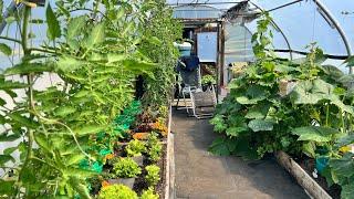 August allotment and polytunnel tour