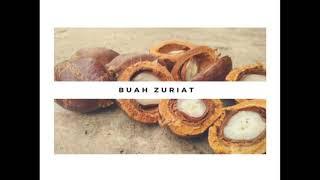 10 Manfaat Buah Zuriat