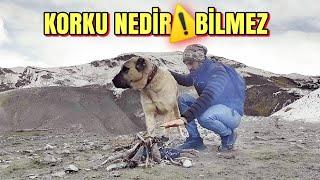 SÜRÜDE GÖREV YAPAN KÖPEK DAĞLARDA CESUR GEZER  BOYKA BİZDEN ÇOK UZAKTA NEYİN PEŞİNDE KANGAL DOG