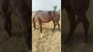 #wildlifeanimals #donkeyfarm #viralvideo #horsemating #horsesmeeting #how