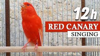 Red Canary Singing 12h The Best Training Song Ever 