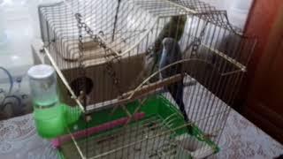 Самодельные гнездо для волнистых попугаев