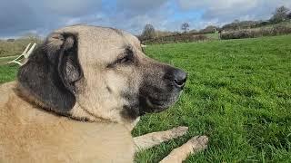 Aslan in his watch mode The Livestock Guardian Dog Who Loves Watching Over the Field
