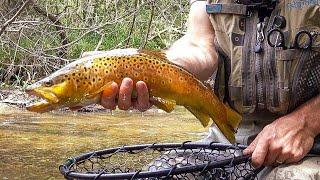 Michigan Trout Fishing NO TALKING  Brown Trout Fishing a TINY Creek