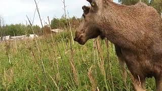 18.07.24. вечер. длинно. колодец N 2.