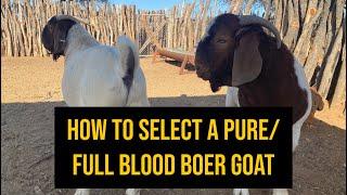 How to select a pure full blood boer goat