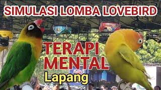 SIMULASI LOVEBIRD LOMBAPancingan LB latih mental lapang agar emosi ngekek