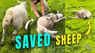 Two Girls Pull Over and Rush to Save a Sheep