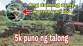 Daming army worms pagkatapos trucktor 5k puno ng talong yari ito  #Talongchallenge