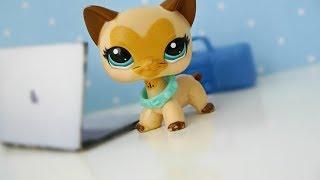 Littlest Pet Shop WYNIKI KONKURSU