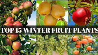 TOP 15 winter seasonal fruit plantseasy to grow in winter season arts and garden studio