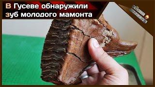 В Калининградской области найден зуб мамонта