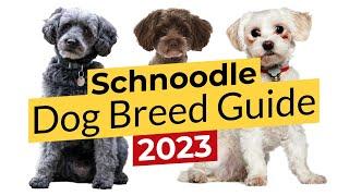 Schnoodle Dog Breed Guide  2023 