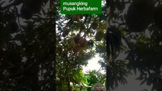 BUKAN MAIN LEBATNYA DURIAN MK PUPUK HERBAFARM #pupukdurian #durian #musangkin